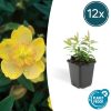 Hypericum calycinum – ↕10-25cm – Ø9cm – 12x