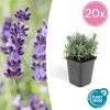 Lavandula ‚Hidcote‘ – ↕10-25cm – Ø9cm – 20x