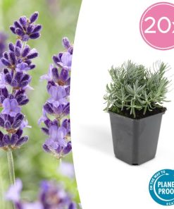 Lavandula ‚Hidcote‘ – ↕10-25cm – Ø9cm – 20x