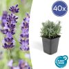 Lavandula ‚Hidcote‘ – ↕10-25cm – Ø9cm – 40x