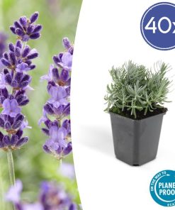 Lavandula ‚Hidcote‘ – ↕10-25cm – Ø9cm – 40x