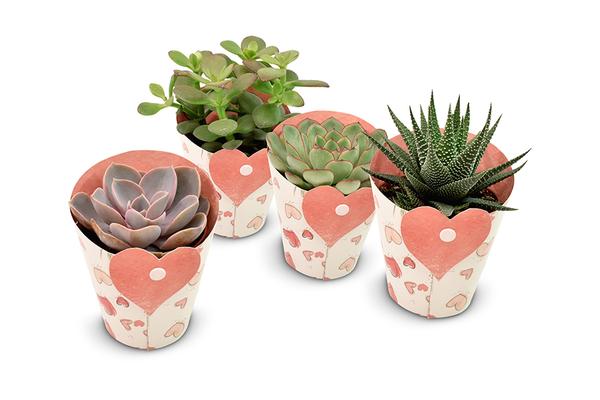 Succulents in Heart Cover – 4 Stücke – Ø8,5cm – ↕11cm