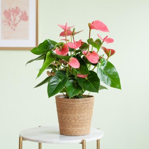 Anthurium Pink Explosion mit naturfarbenem Korb - 55cm - Ø17 – Bild 2