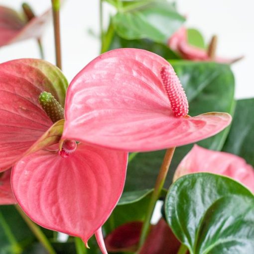 Anthurium Pink Explosion mit naturfarbenem Korb - 55cm - Ø17 – Bild 3