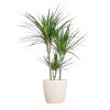 Dracaena Marginta mit Viber Weiß – 95cm – Ø21