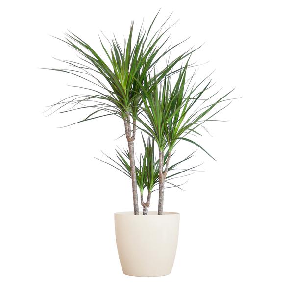 Dracaena Marginta mit Viber Weiß – 95cm – Ø21