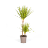 Dracaena Marginata Sunray Ø19cm – ↕80-100cm