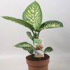 Dieffenbachia Tropic Snow – Ø17cm – ↕60cm