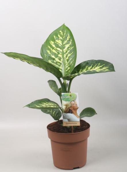 Dieffenbachia Tropic Snow – Ø17cm – ↕60cm