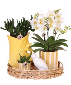 Kolibri Company | Geschenkset Mediterranean Sunset | Pflanzenset mit weißer Phalaenopsis Orchidee Lausanne und Sukkulenten inkl. Keramiktöpfen