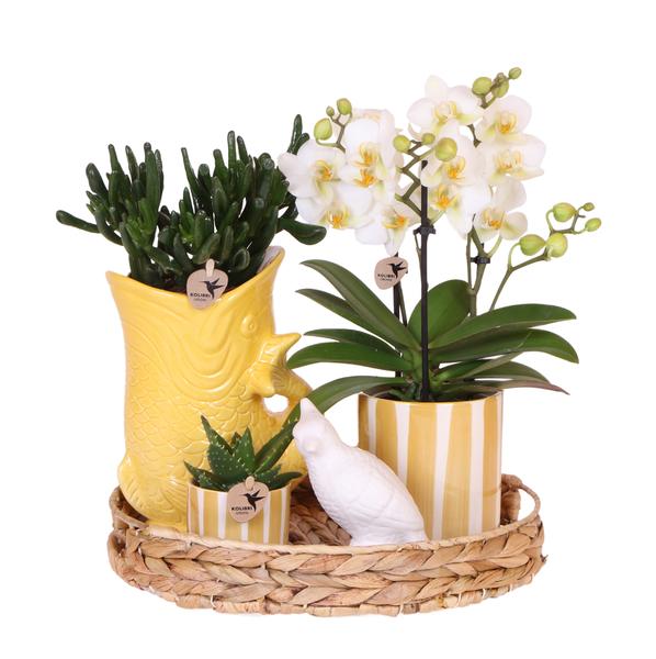 Kolibri Company | Geschenkset Mediterranean Sunset | Pflanzenset mit weißer Phalaenopsis Orchidee Lausanne und Sukkulenten inkl. Keramiktöpfen