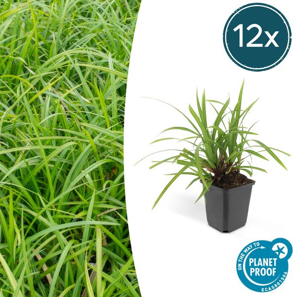 Carex morrowii ‚Irish Green‘ – ↕10-25cm – Ø9cm – 12x