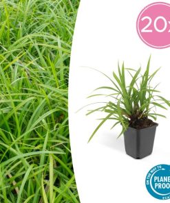 Carex morrowii ‚Irish Green‘ – ↕10-25cm – Ø9cm – 20x