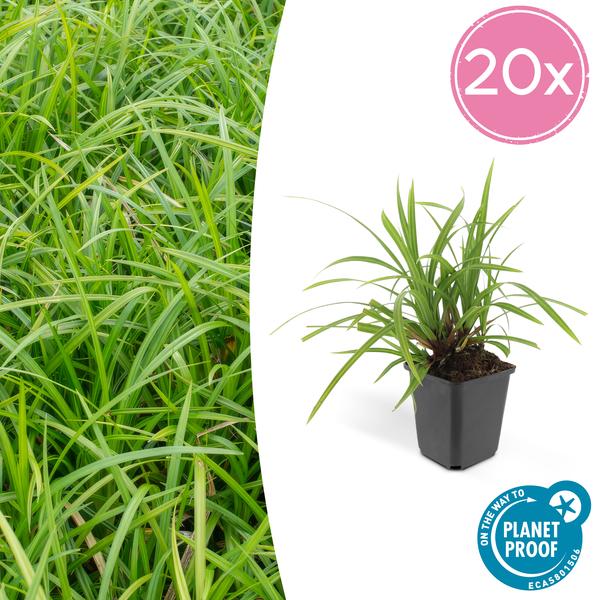 Carex morrowii ‚Irish Green‘ – ↕10-25cm – Ø9cm – 20x