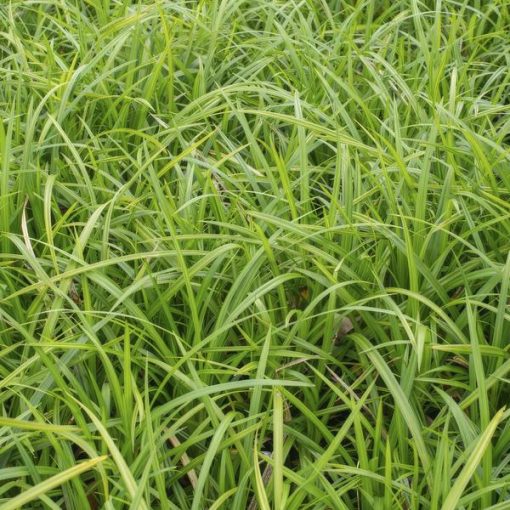 Carex morrowii 'Irish Green' - ↕10-25cm - Ø9cm - 20x – Bild 5