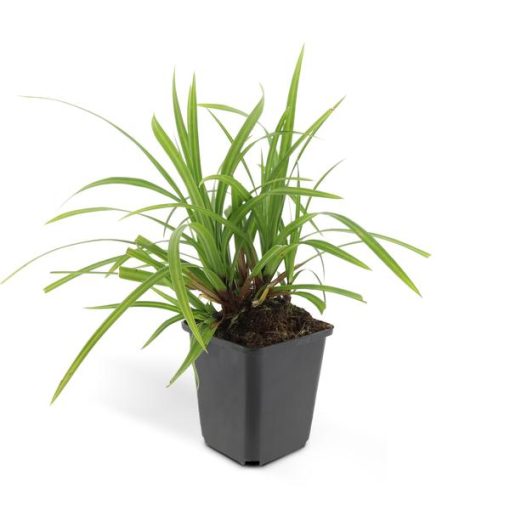 Carex morrowii 'Irish Green' - ↕10-25cm - Ø9cm - 20x – Bild 6