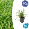 Carex morrowii ‚Irish Green‘ – ↕10-25cm – Ø9cm – 40x