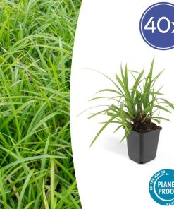 Carex morrowii ‚Irish Green‘ – ↕10-25cm – Ø9cm – 40x