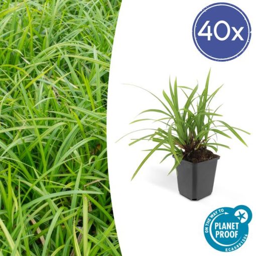 Carex morrowii 'Irish Green' - ↕10-25cm - Ø9cm - 40x