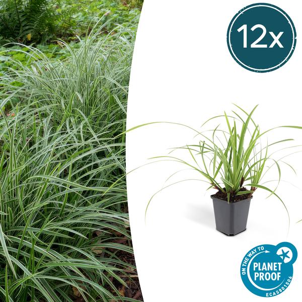 Carex morrowii ‚Ice Dance‘ – ↕10-25cm – Ø9cm – 12x