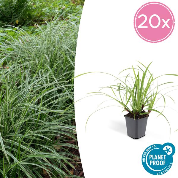 Carex morrowii ‚Ice Dance‘ – ↕10-25cm – Ø9cm – 20x