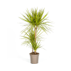 Dracaena Marginata Sunray Ø21cm – ↕100-110cm