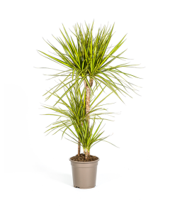 Dracaena Marginata Sunray Ø21cm – ↕100-110cm