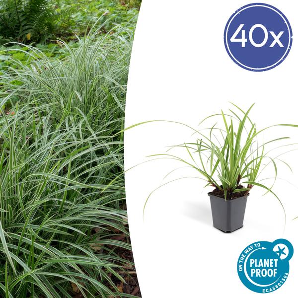 Carex morrowii ‚Ice Dance‘ – ↕10-25cm – Ø9cm – 40x