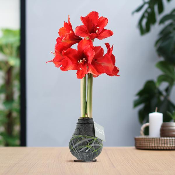 No Water Flowers® (wax amaryllis) | Waxz® Art Picasso – Black + Red flower