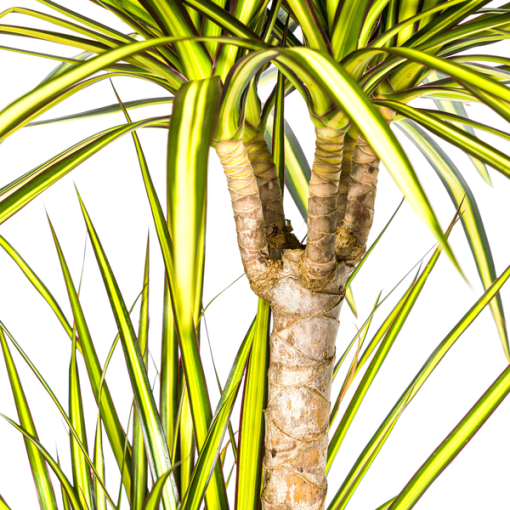 Dracaena Marginata Sunray Ø21cm - ↕100-110cm – Bild 2