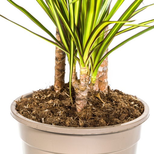 Dracaena Marginata Sunray Ø21cm - ↕100-110cm – Bild 3