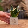 Congreetz® plantpots + Sansevieria | Beterschap