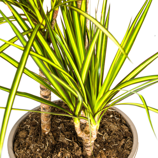 Dracaena Marginata Sunray Ø21cm - ↕100-110cm – Bild 4