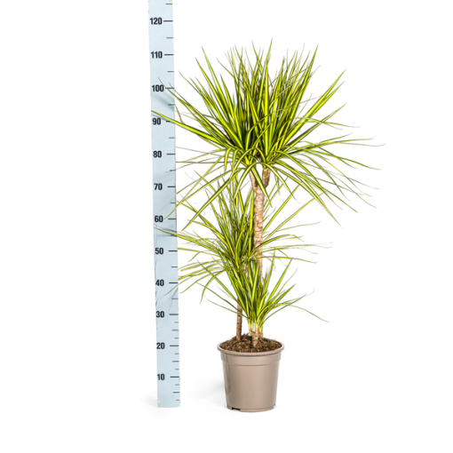 Dracaena Marginata Sunray Ø21cm - ↕100-110cm – Bild 5