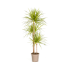 Dracaena Marginata Sunray Ø24cm – ↕140cm