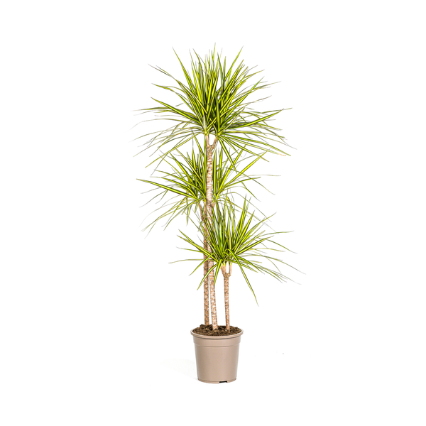 Dracaena Marginata Sunray Ø24cm – ↕140cm