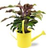 Calathea Yellow Fusion Ø14cm – ↕40cm Gieter D14,5×14,5cm – Gelb