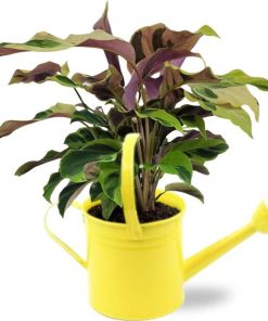 Calathea Yellow Fusion Ø14cm – ↕40cm Gieter D14,5×14,5cm – Gelb