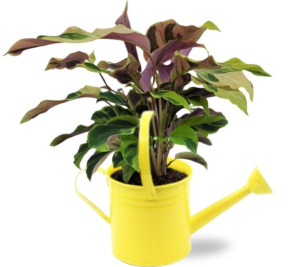 Calathea Yellow Fusion Ø14cm – ↕40cm Gieter D14,5×14,5cm – Gelb