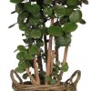 Polyscias Fabian – Ø24cm – ↕90cm + Pot+Handvat D25x19cm – Naturel