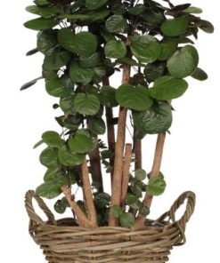 Polyscias Fabian – Ø24cm – ↕90cm + Pot+Handvat D25x19cm – Naturel