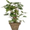 Homalomena Rubescens Maggy – Ø24cm – ↕90cm + Pot+Handvat D25x19cm – Naturel