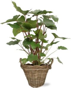 Homalomena Rubescens Maggy – Ø24cm – ↕90cm + Pot+Handvat D25x19cm – Naturel