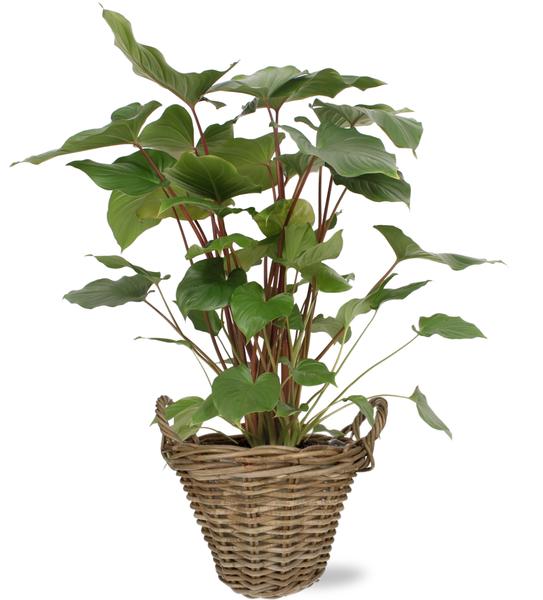 Homalomena Rubescens Maggy – Ø24cm – ↕90cm + Pot+Handvat D25x19cm – Naturel