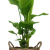 Strelitzia Nicolai – Ø27cm – ↕130cm Pot+Handvat D30x23cm – Naturel