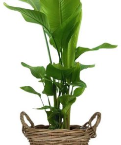 Strelitzia Nicolai – Ø27cm – ↕130cm Pot+Handvat D30x23cm – Naturel