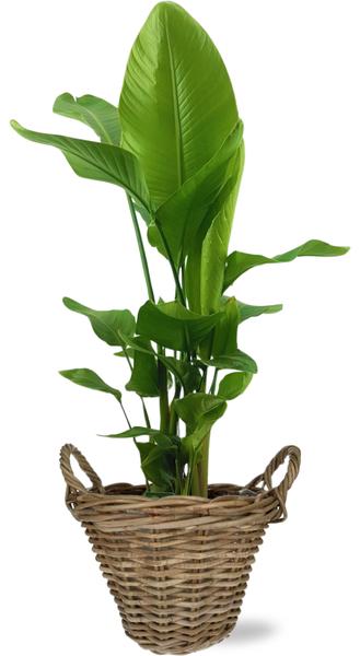 Strelitzia Nicolai – Ø27cm – ↕130cm Pot+Handvat D30x23cm – Naturel