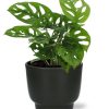 Monstera Monkey Leaf – Ø12cm – ↕30cm Potenza Pot D13x11cm – Zwart