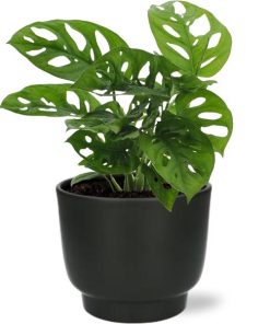 Monstera Monkey Leaf – Ø12cm – ↕30cm Potenza Pot D13x11cm – Zwart