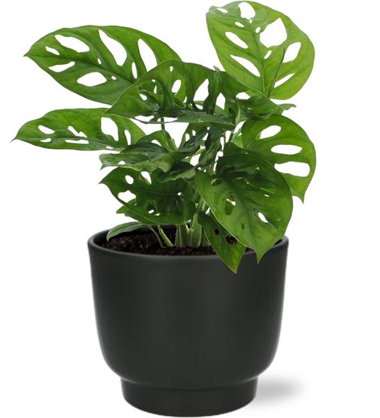 Monstera Monkey Leaf – Ø12cm – ↕30cm Potenza Pot D13x11cm – Zwart